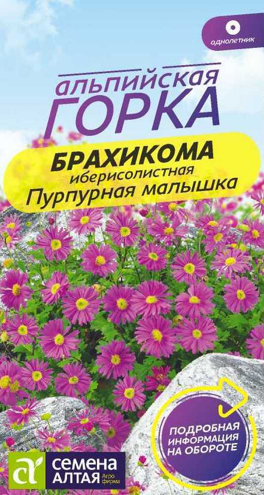 Брахикома Пурпурная малышка, 0,05 г Альпийская горка