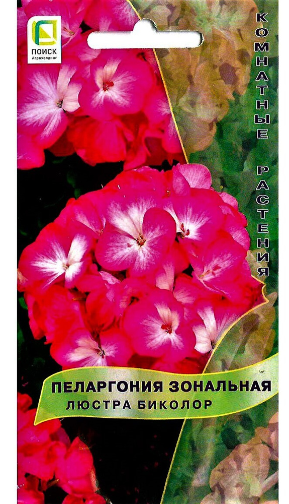Пеларгония зональная Люстра Биколор, 5 шт. Комнатные растения