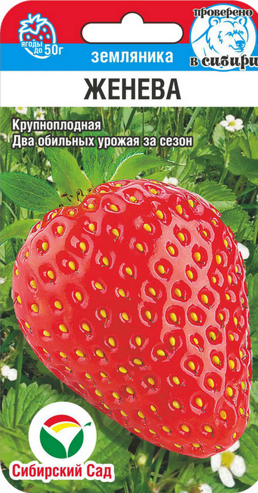 Клубника Женева, 10 шт. Сибирский сад