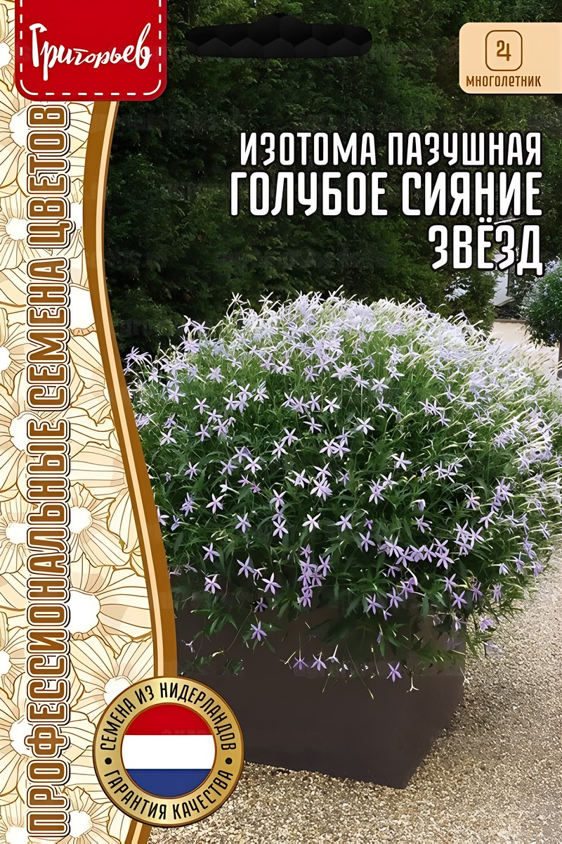 Изотома Голубое Сияние Звёзд пазушная, Starshine Blue, 3 шт. драже.