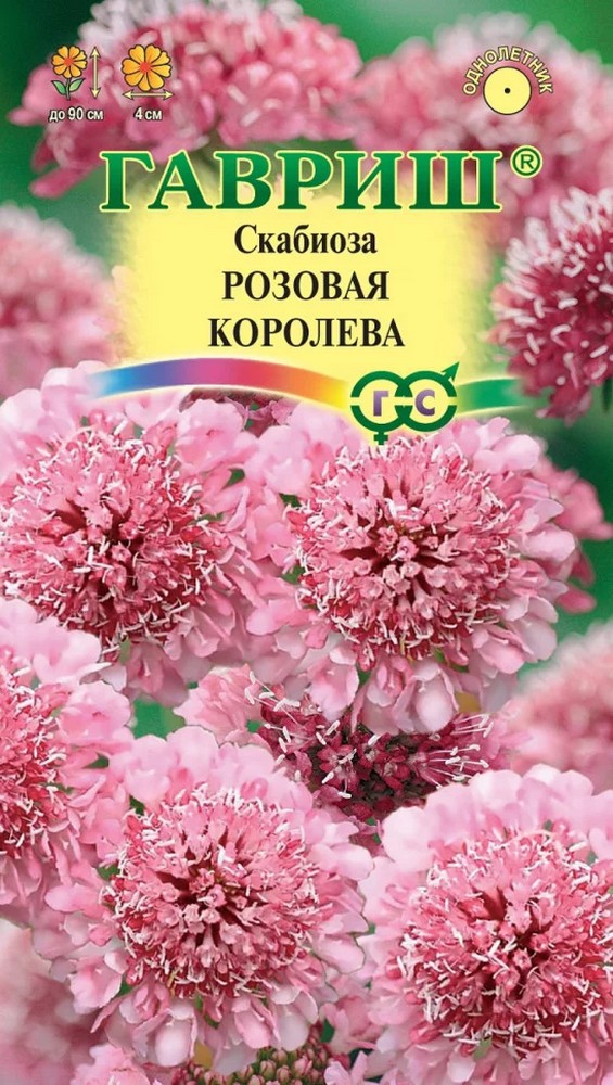 Скабиоза темнопурпурная Розовая королева, 6 шт.