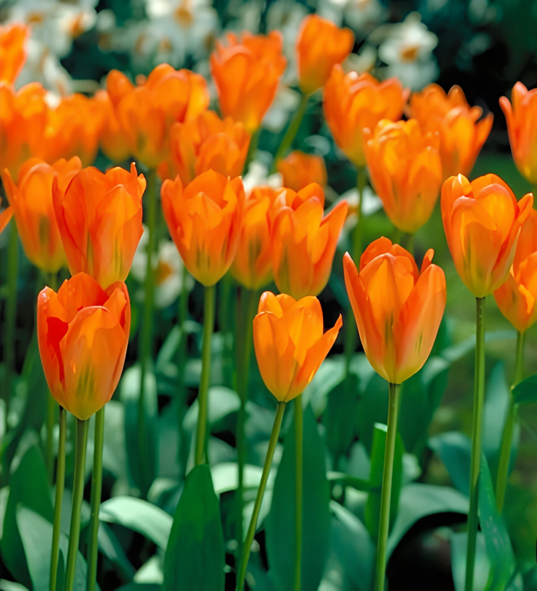 Тюльпан фостера Оранж Бриллиант, 11/12, 1 шт.