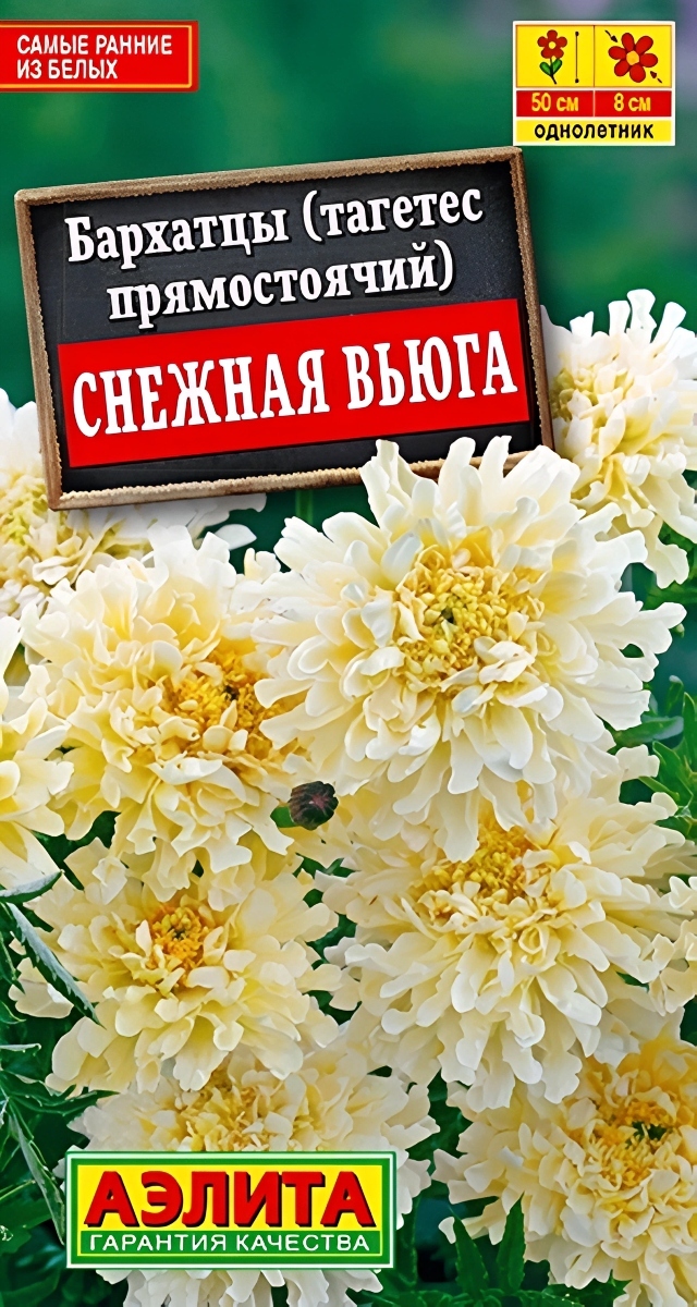 Бархатцы Снежная вьюга, 7 шт.