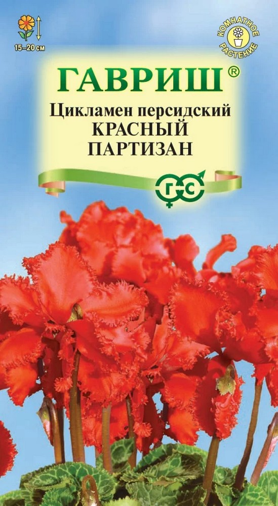 Цикламен персидский Красный партизан, 3 шт.