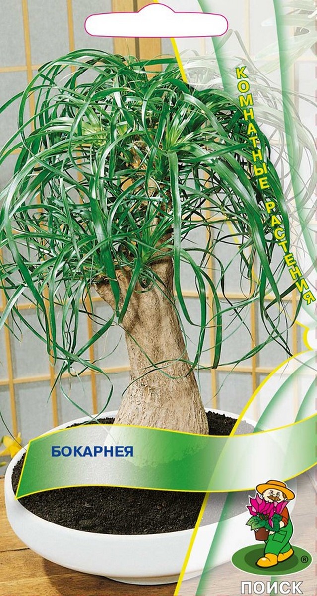 Бокарнея, 5 шт. Комнатные растения