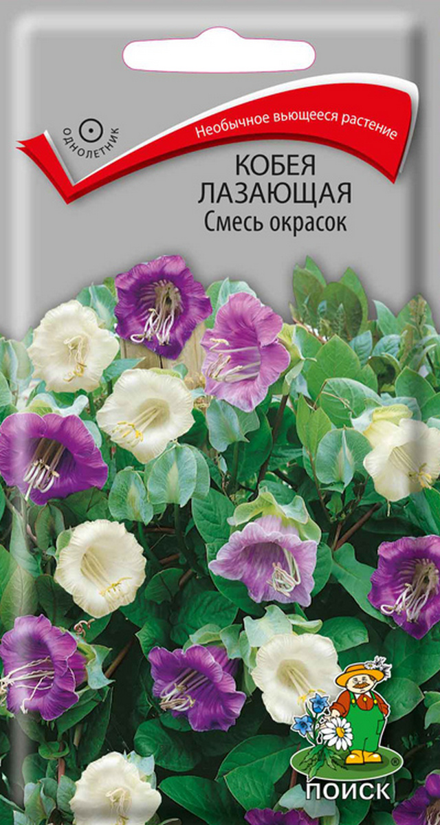 Кобея лазающая смесь окрасок, 5 шт.