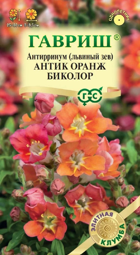 Антирринум (Львиный зев) Антик Оранж биколор 7 шт. Элитная клумба.