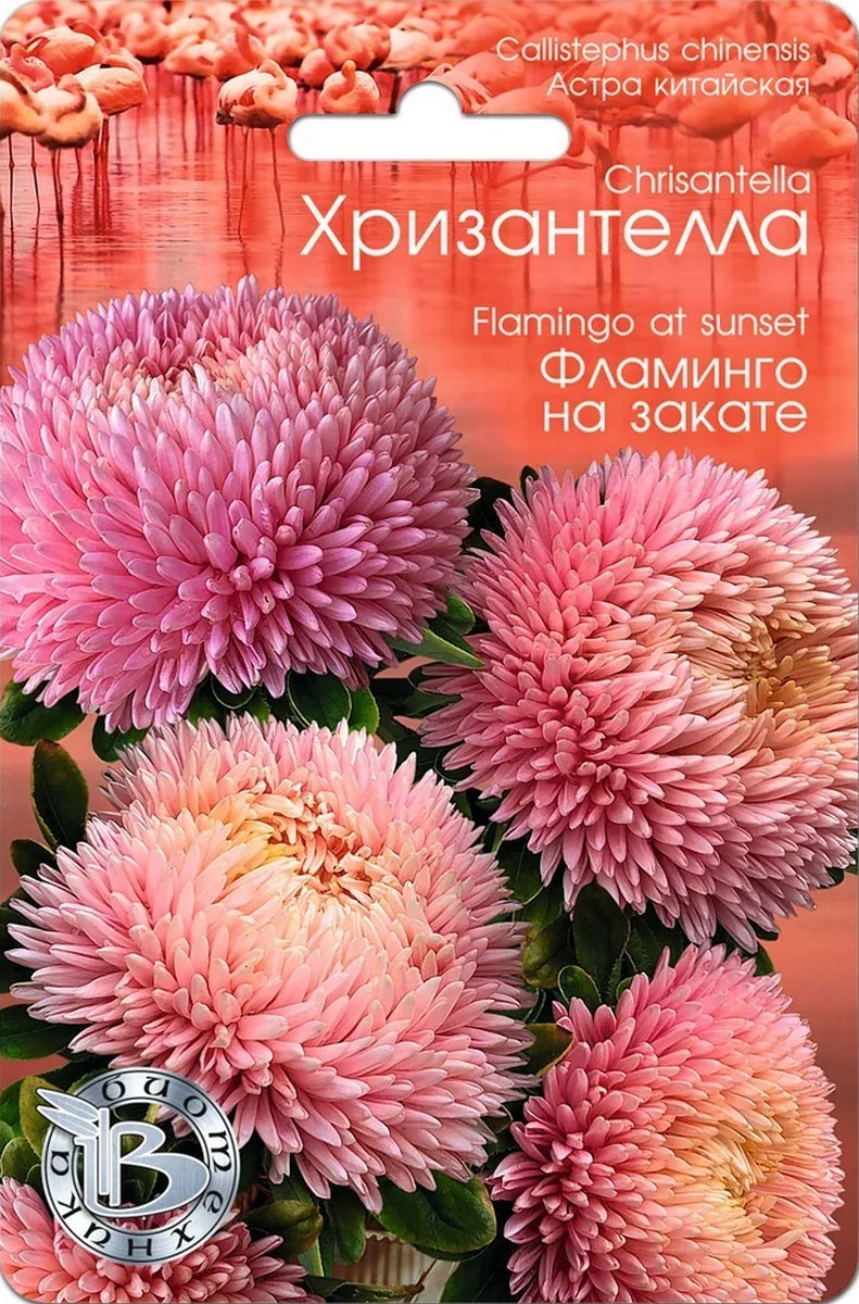 Астра китайская Хризантелла Фламинго на закате, 30 шт. Биотехника