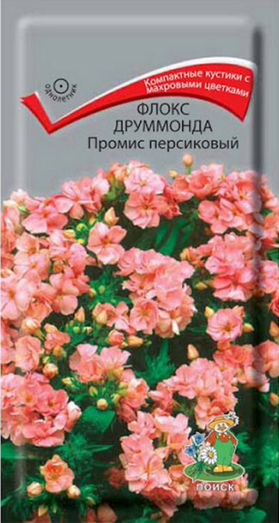 Флокс друммонда Промис персиковый, 10 шт.
