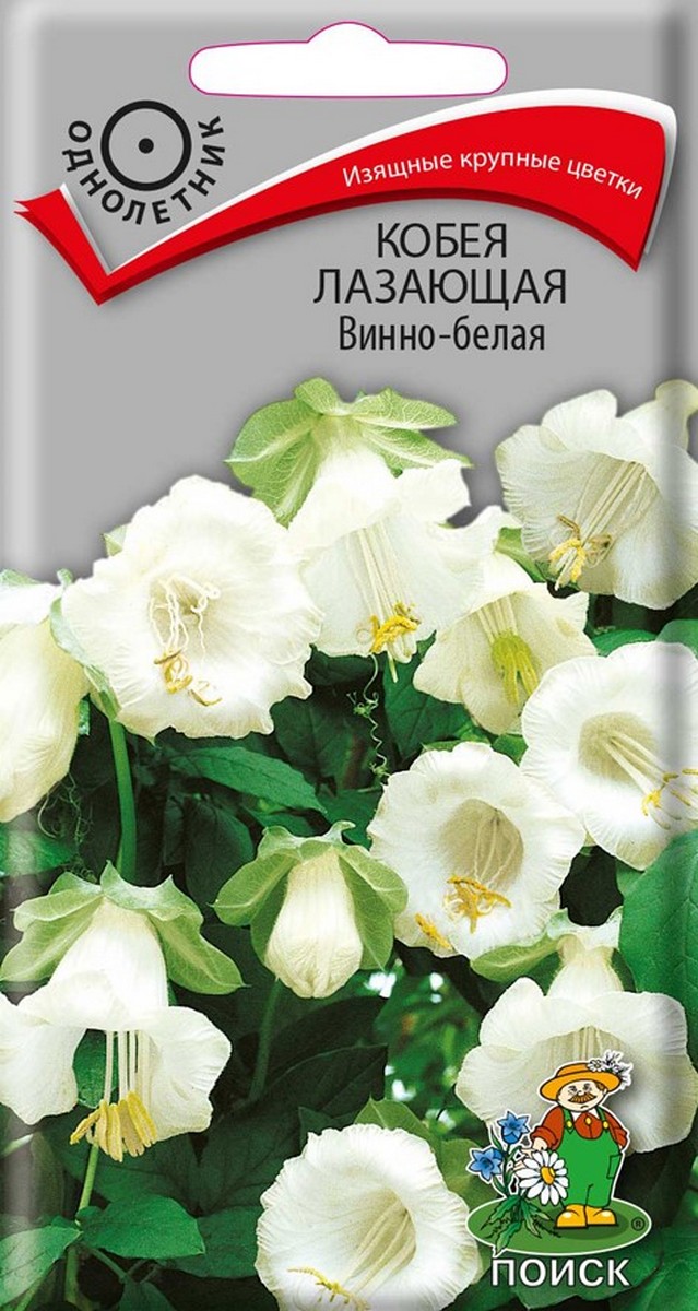 Кобея лазающая Винно-белая, 5 шт.
