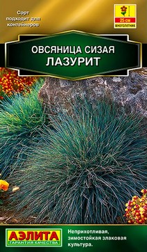 Овсяница сизая Лазурит, 5 шт.