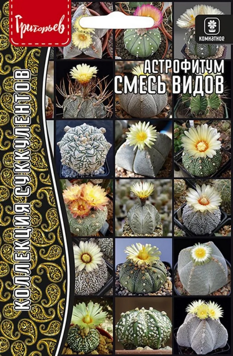 Астрофитум смесь видов 5 шт. Коллекция сукколентов.