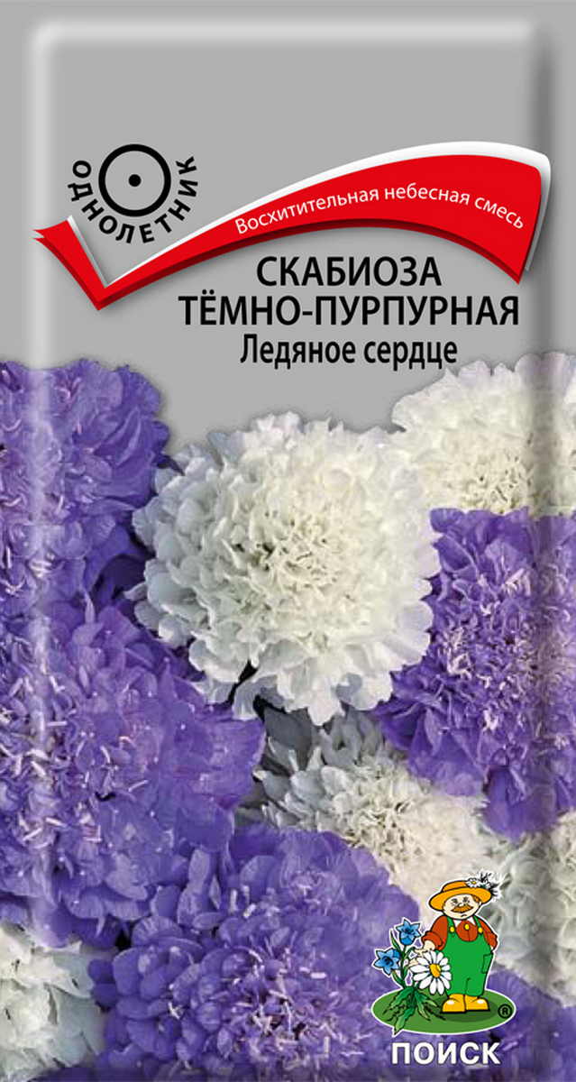 Скабиоза темно-пурпурная Ледяное сердце, 10 шт.