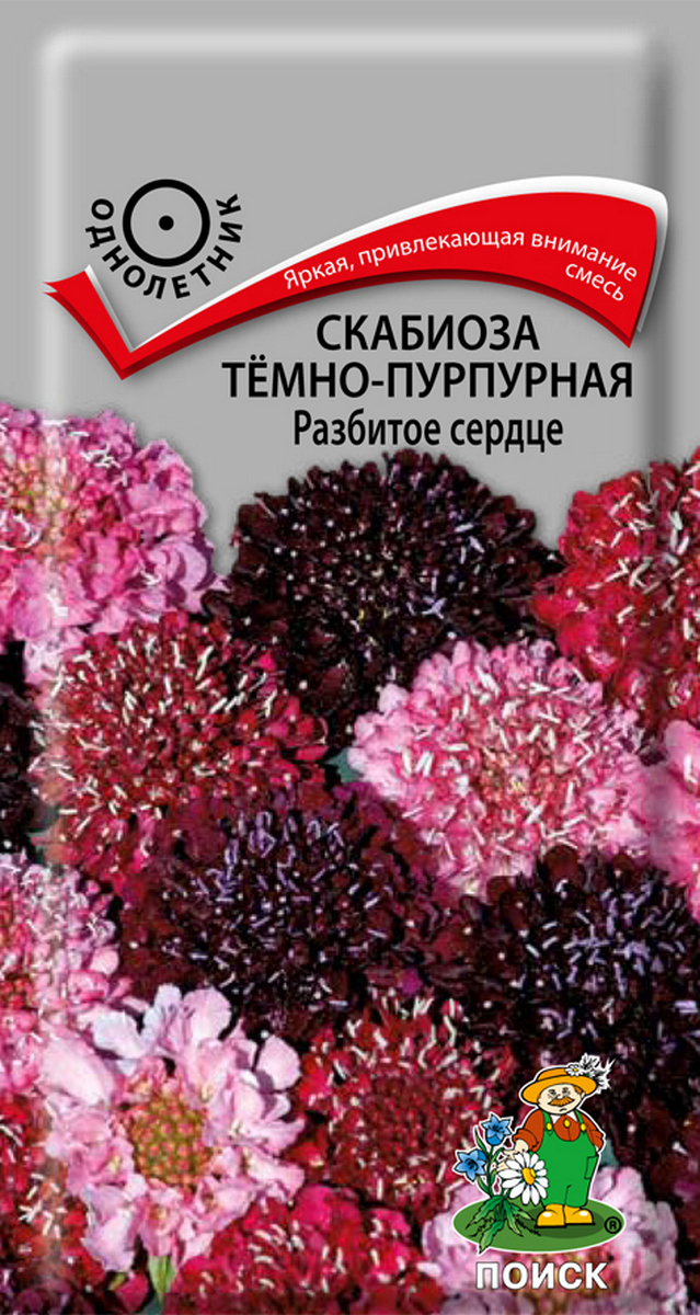 Скабиоза Тёмно-пурпурная Разбитое сердце, 10 шт.