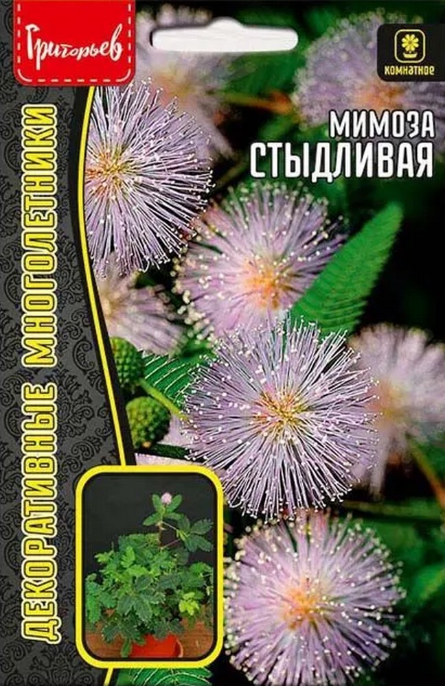 Мимоза стыдливая (Mimosa pudica), 20 шт.