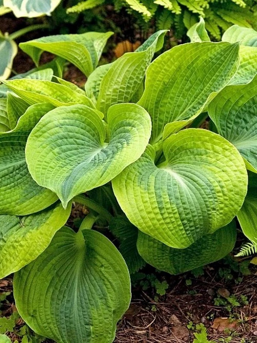 Хоста Клаймакс, 1 шт.
