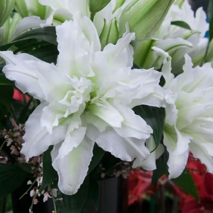 Лилия восточная махровая Roselily Аиша, 12/14, 1 шт.