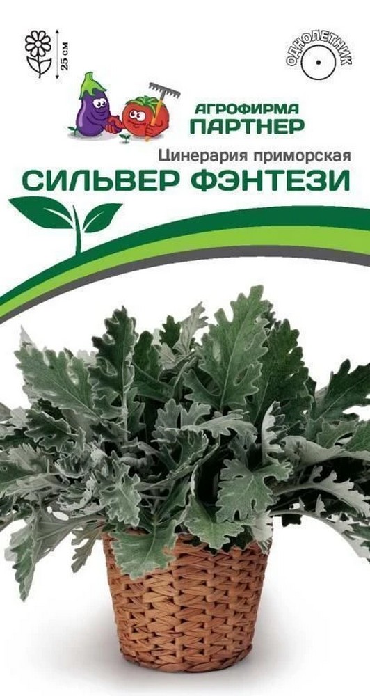 Цинерария приморская Сильвер Фэнтези, 15 шт. в амп.