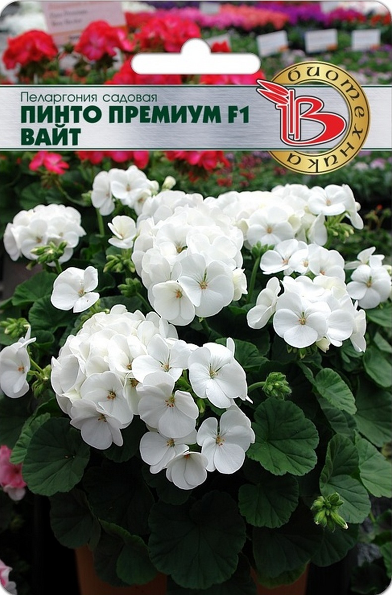 Пеларгония садовая Пинто премиум F1 Вайт, 5 шт. Биотехника