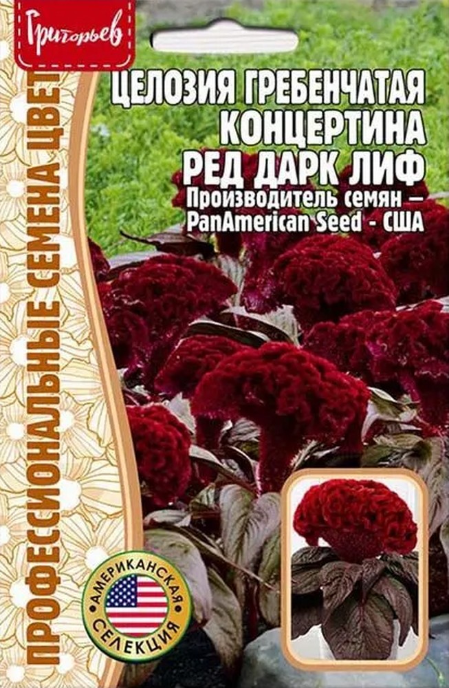 Целозия гребен. Концертина Ред Дарк Лиф, 5 шт. США
