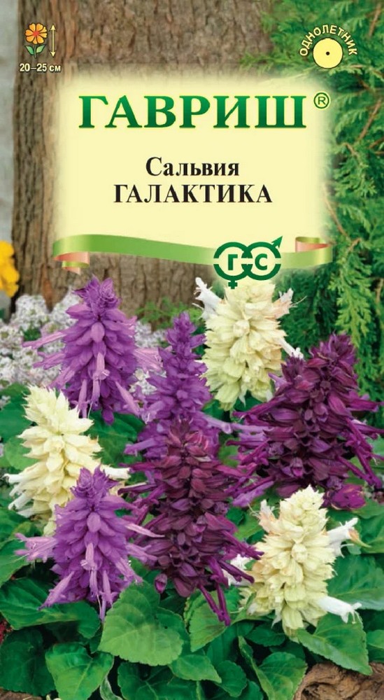 Сальвия Галактика, смесь, 6 шт.