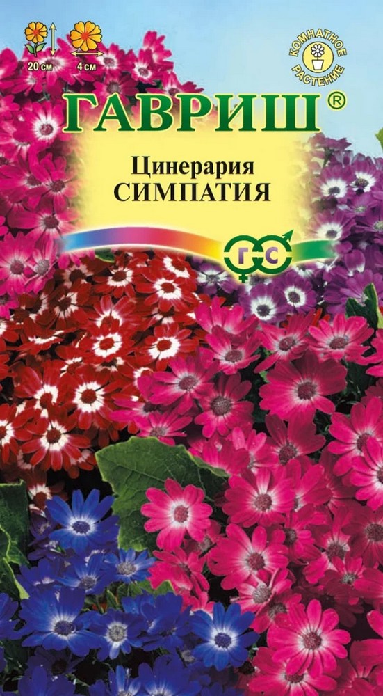 Цинерария гибридная Симпатия, 10 шт.