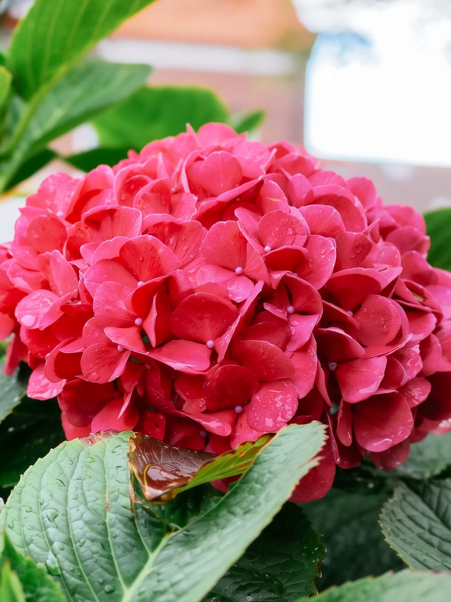 Гортензия крупнолистовая Ред Барон/ЦКор