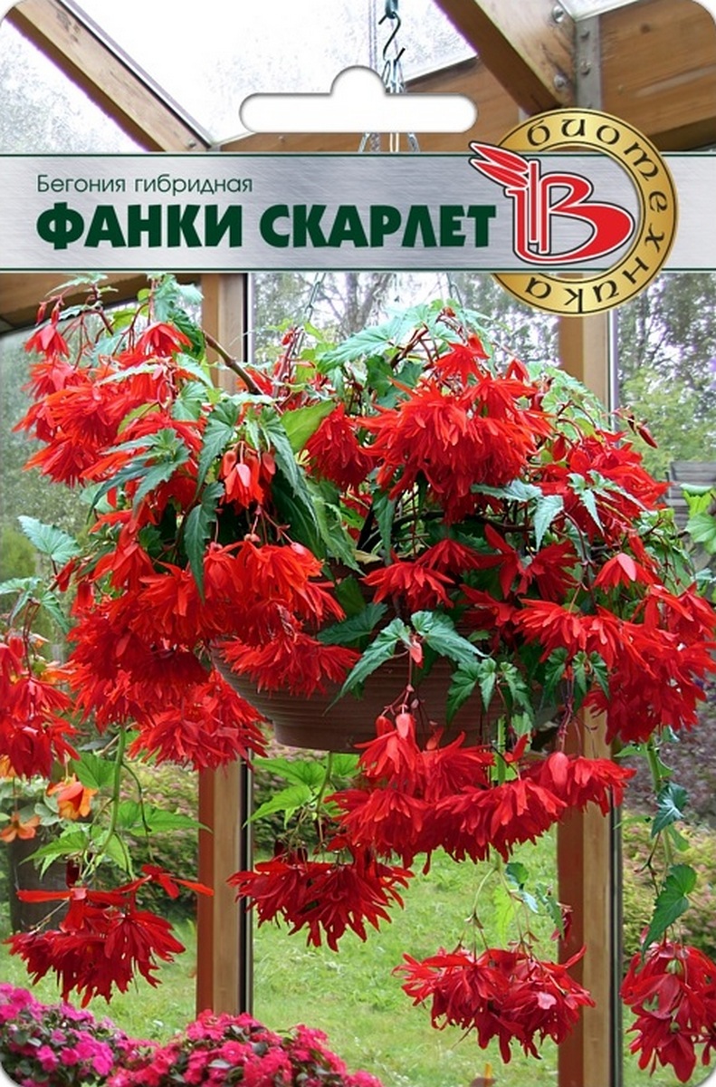 Бегония гибридная Фанки Скарлет, ампельная, 5 шт.  Биотехника