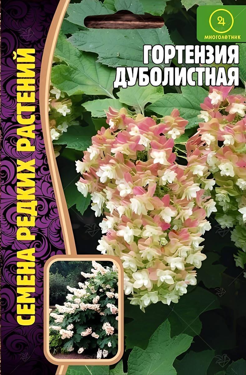 Гортензия Дуболистная, 20 шт.