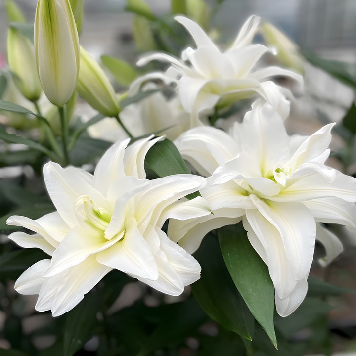 Лилия восточная махровая Roselily Самуэла, 12/14, 1 шт.