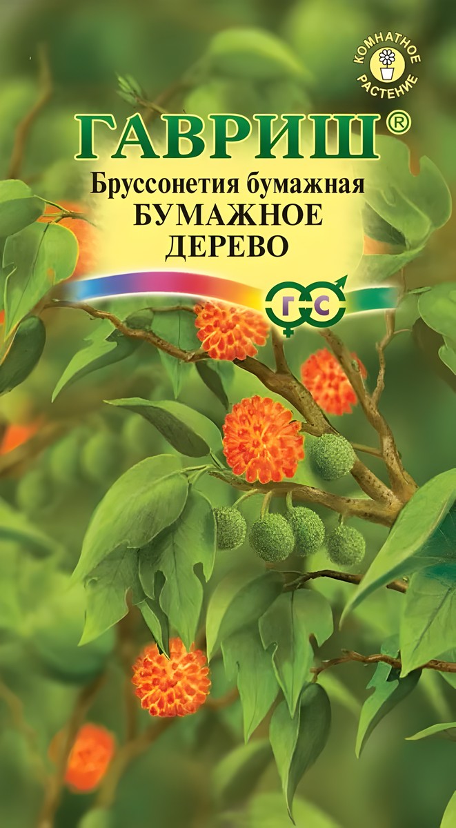 Бруссонетия Бумажное дерево, 3 шт. Цветочная коллекция. 