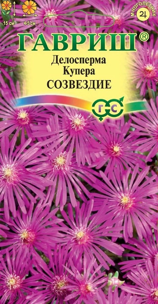 Делосперма Купера Созвездие,10шт.