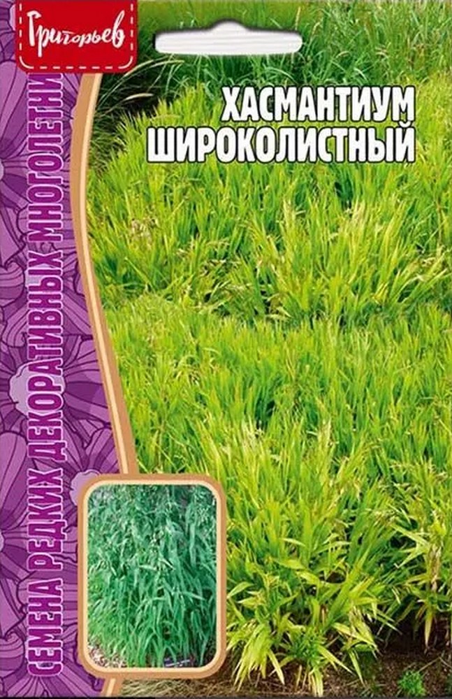 Хасмантиум Широколистный, 25 шт.