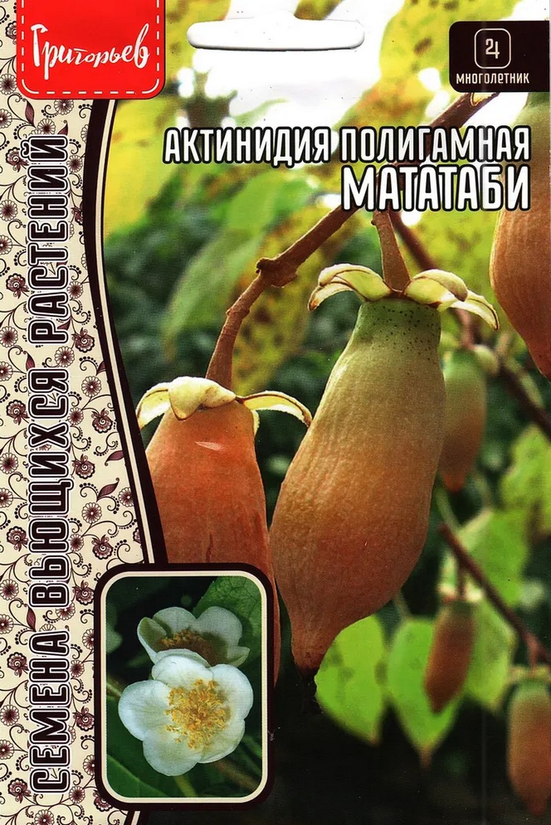 Актинидия Мататаби полигамная 20 шт.