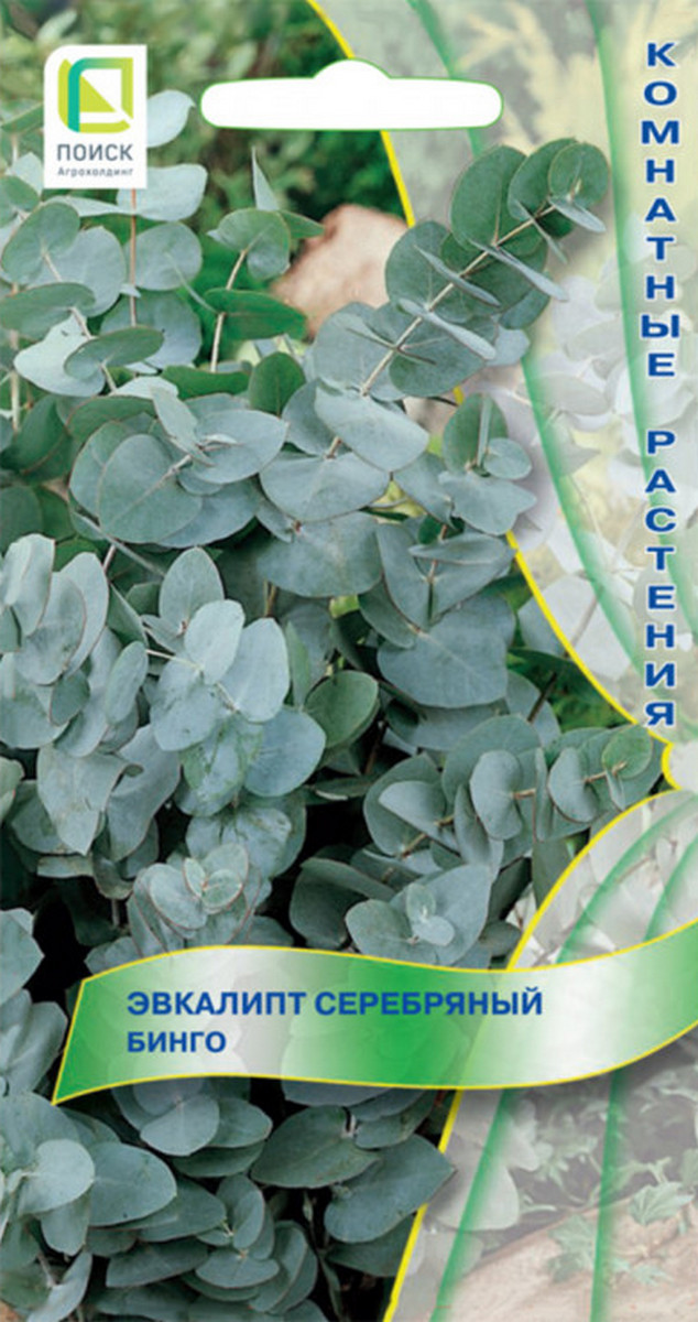 Эвкалипт серебряный Бинго, 5 шт.