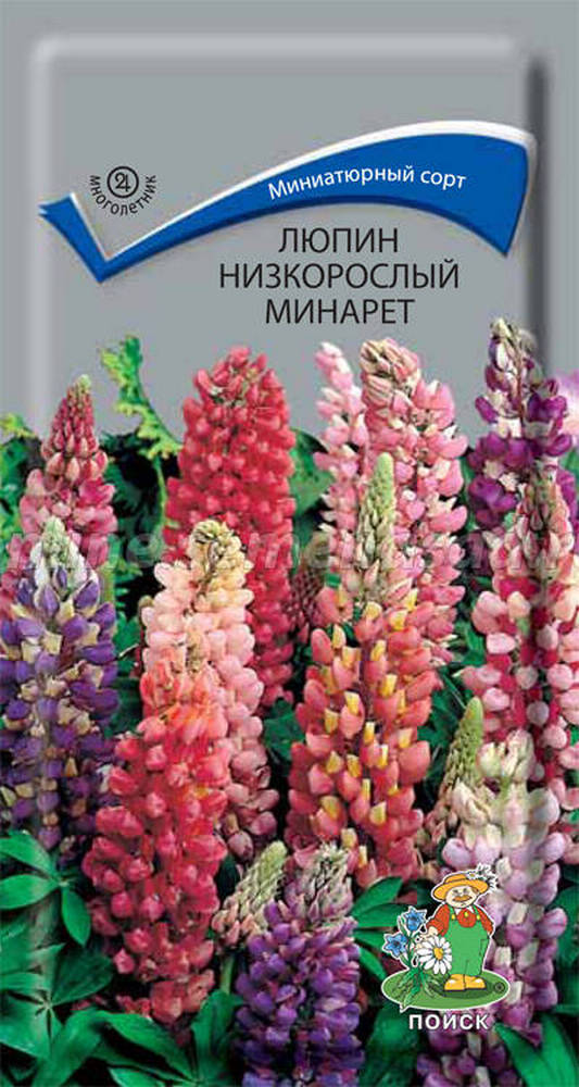 Люпин низкорослый Минарет, 1 г