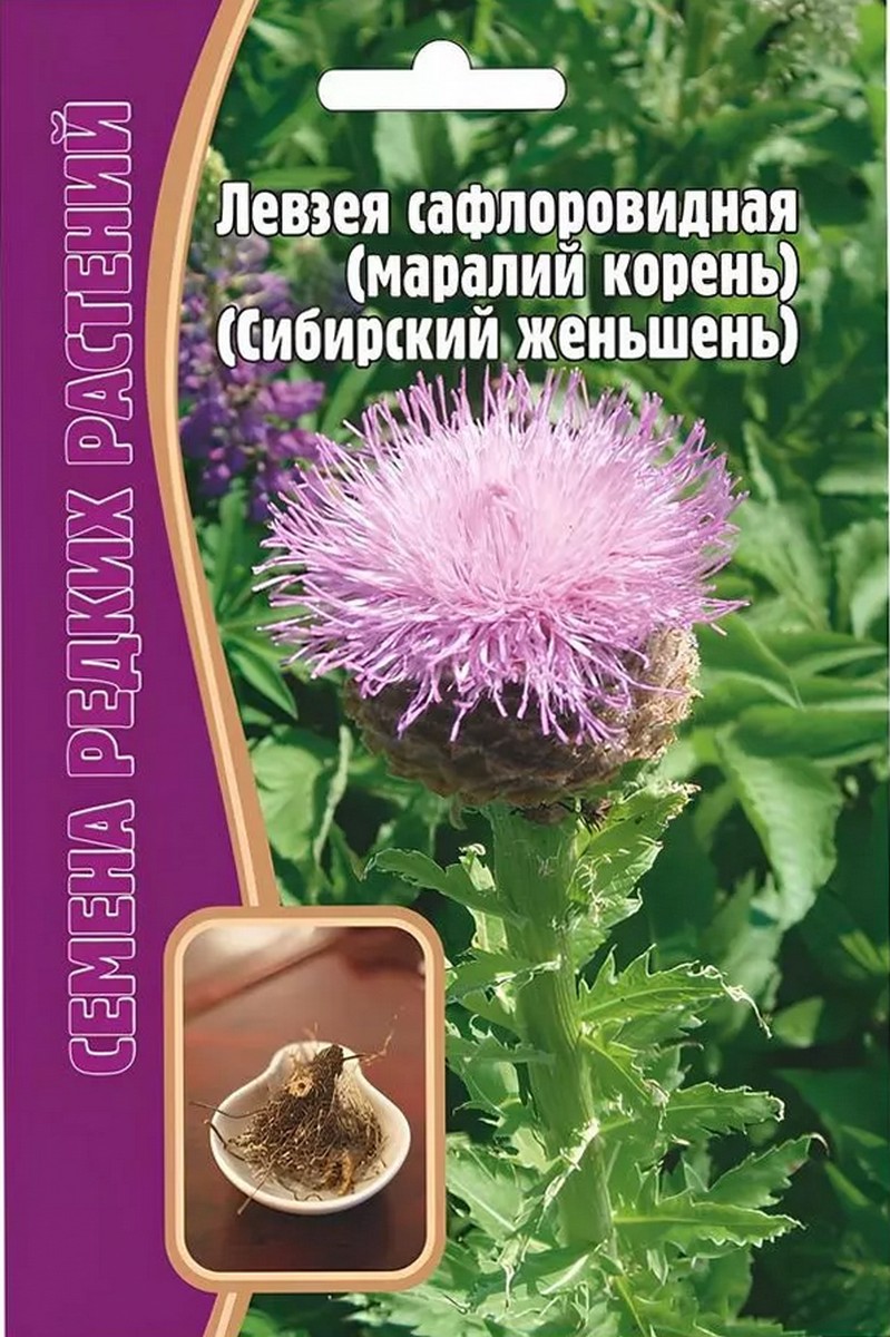 Левзея сафлоровид. Сибирский женьшень, 10 шт.
