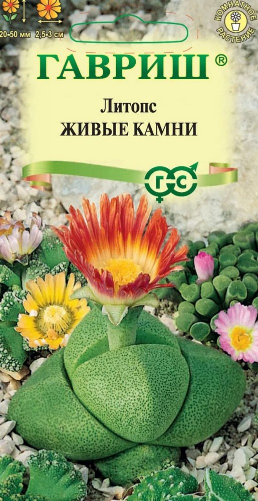 Литопс Живые камни, 5 шт.