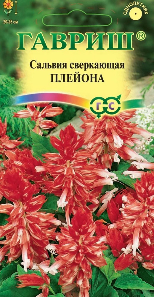 Сальвия сверкающая Плейона, 5шт.