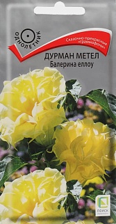Дурман метел Балерина еллоу, 3 шт.