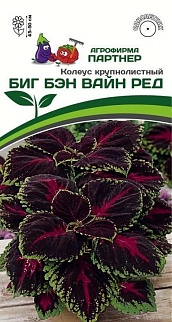 Колеус крупнолистный Биг Бэн Вайн Ред, 5 шт.