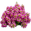 Схизантус визетонский