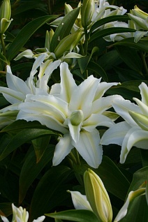 Лилия восточная махровая Полар Стар, 12/14, 1 шт.