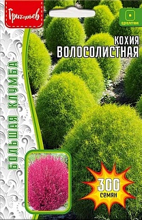 Кохия  (Kochia trichophylla), 500 шт.