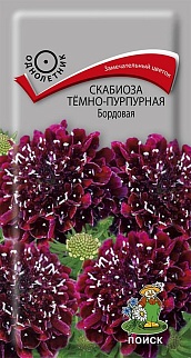 Скабиоза темно-пурпурная Бордовая, 0,2 г