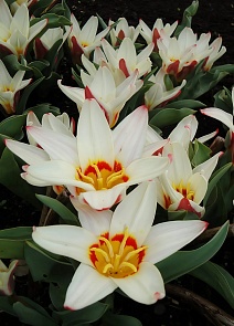 Тюльпан кауфмана Анкилла, 11/12, 1 шт. 