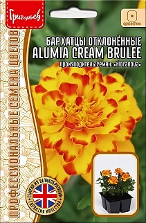 Бархатцы Alumia Cream Brulee, отклоненные, 5 шт.