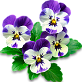 Виола (Анютины глазки)