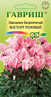 Цикламен персидский Восторг Розовый F1, 3 шт. 