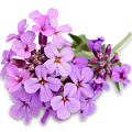 Хесперис